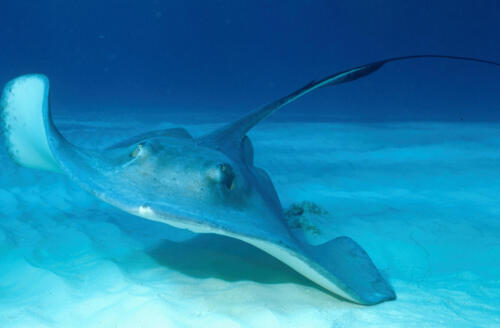 Southern Stingray