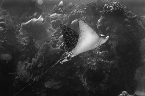 Spotted Eagle Ray